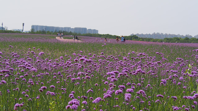 城市中的花海