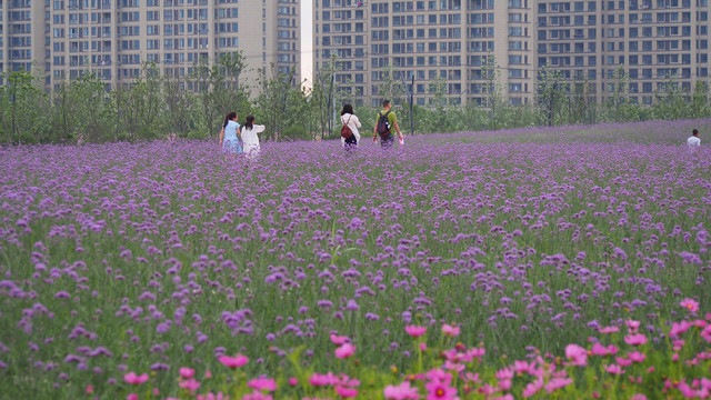 城市中的花海