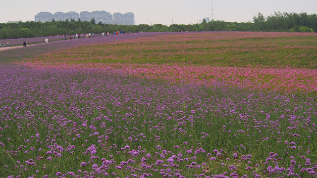 城市花海