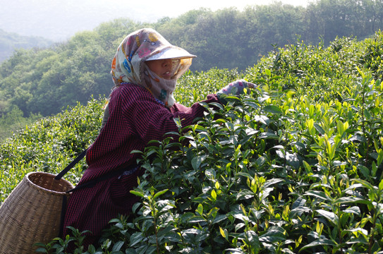 采茶女