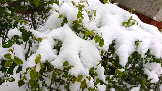 白雪