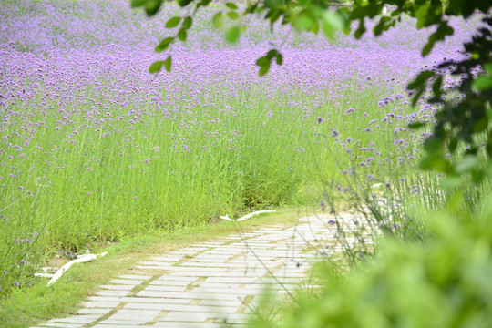 鼓山大桥花海公园