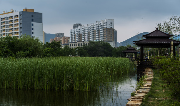 城市湿地