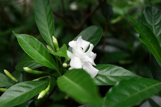 栀子花