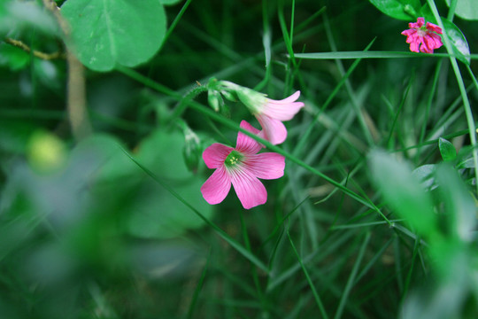 红花酢浆草