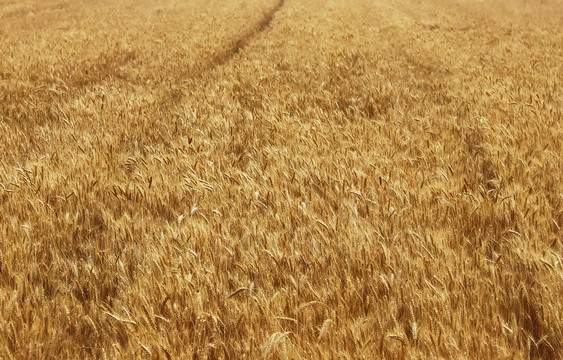 北方小麦