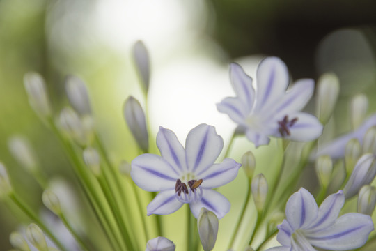 紫娇花