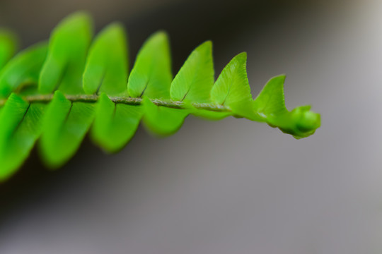 蕨草