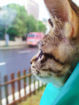 可爱的狸花猫望着窗外