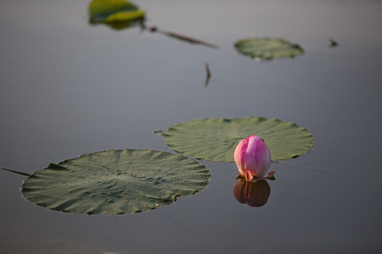 荷花