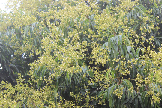 荔枝花