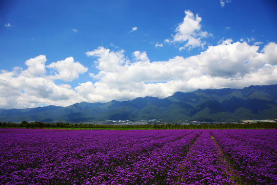 美丽乡村