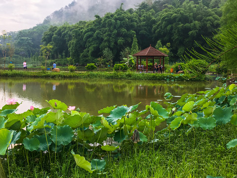 湿地公园田园风光