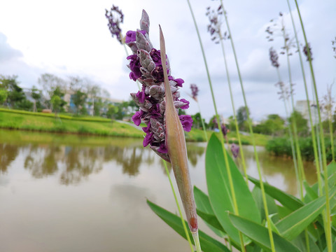 再力花