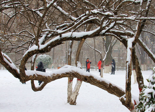 雪景