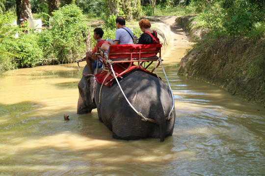 泰国骑象
