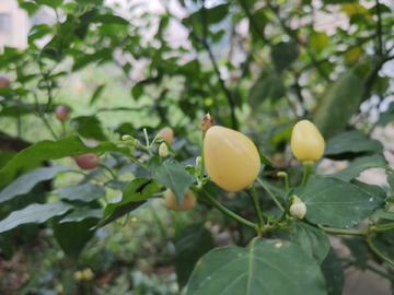 灯笼椒植株