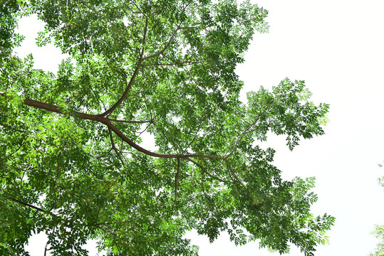 仰拍树叶