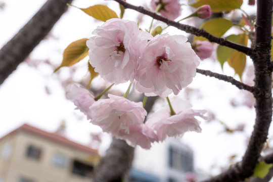 日本樱花粉红色