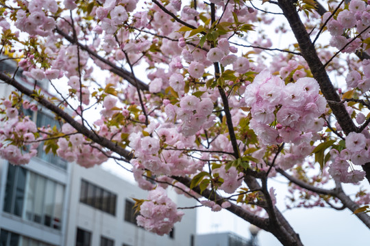 日本樱花粉红色