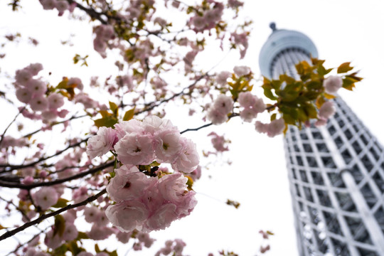 日本东京晴空塔skytree