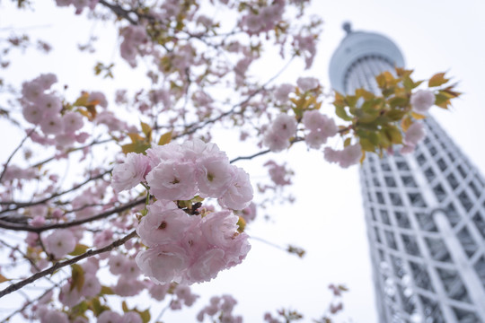 日本东京晴空塔skytree