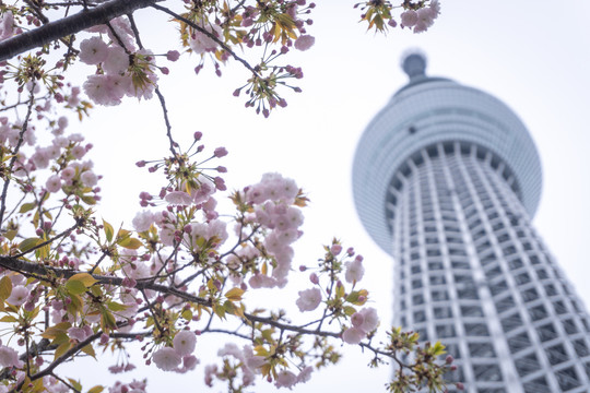 日本东京晴空塔skytree