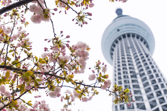 日本东京晴空塔skytree