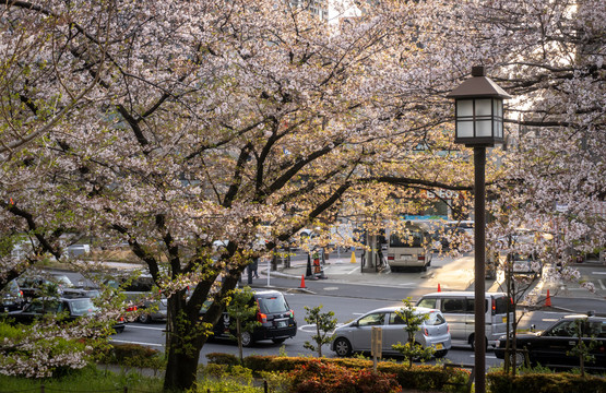 日本东京街头樱花树