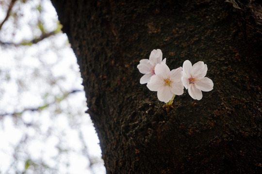 树上日本樱花