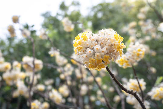 结香梦树黄色白色小花