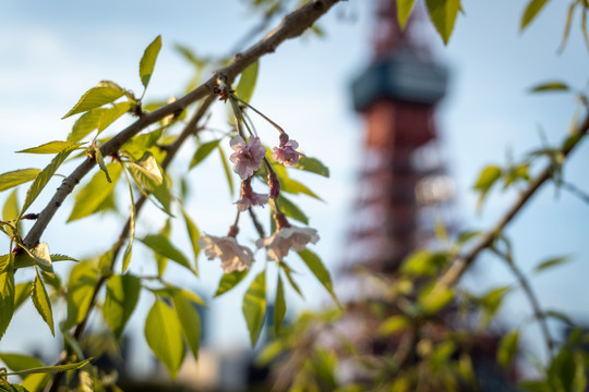 樱花树东京铁塔