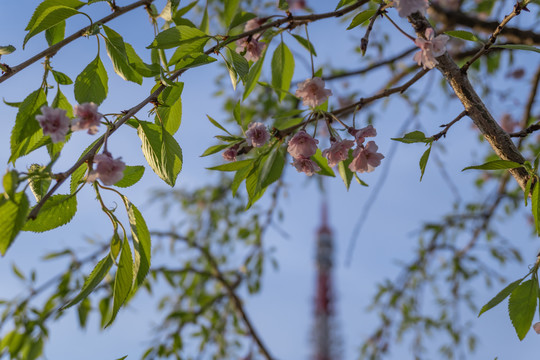 日本樱花蓝天东京铁塔