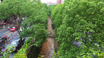 河道树木