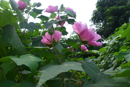 木芙蓉花