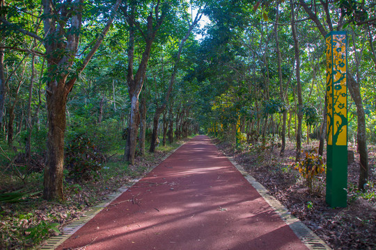 林间小路