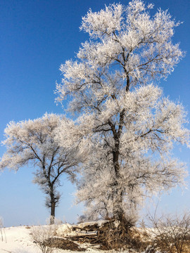 雾凇雪树