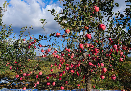 满树红苹果