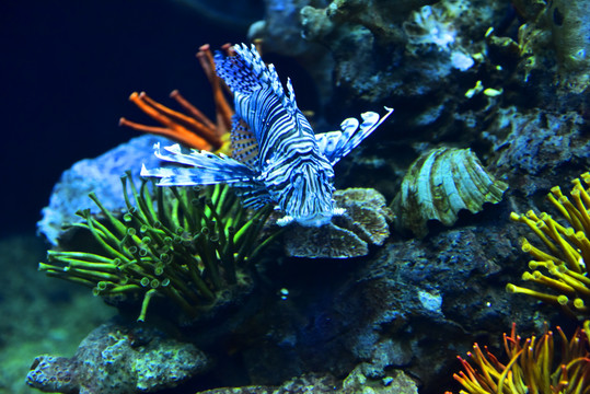 珊瑚鱼类