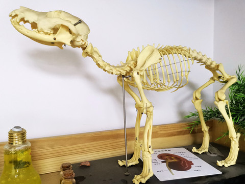 猫的骨骼标本