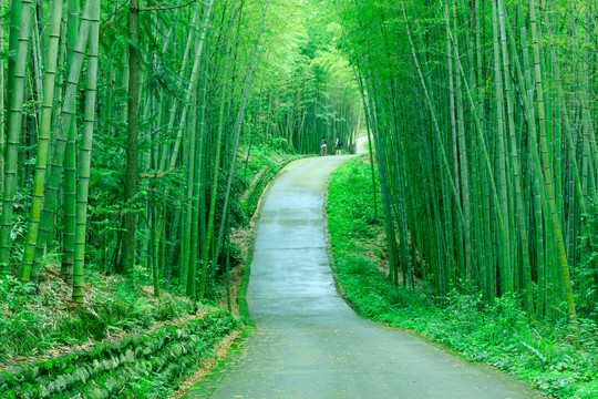 竹林高清