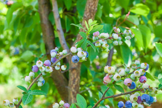 山东蓝莓