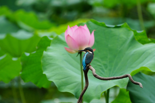 翠鸟荷花