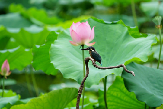 翠鸟荷花