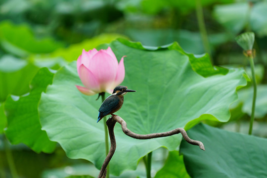 翠鸟荷花