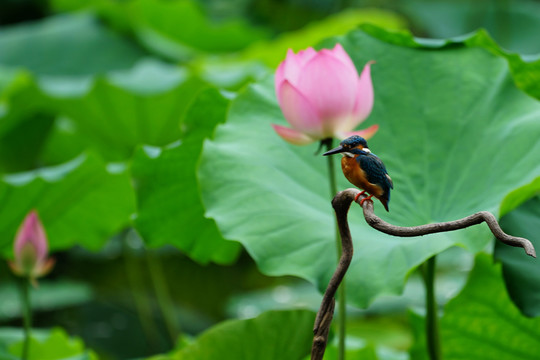 翠鸟荷花