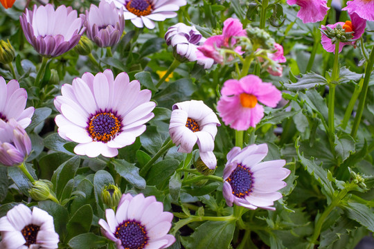 紫锥菊花背景图片