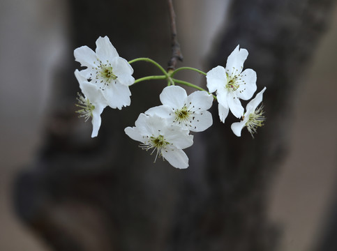 梨花