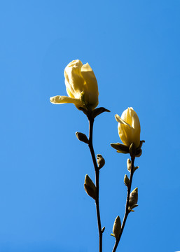 黄色玉兰花