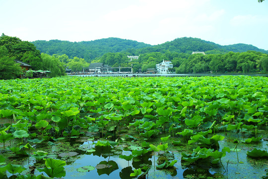 曲院风荷景区